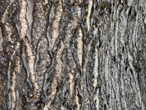 bark of ailanthus