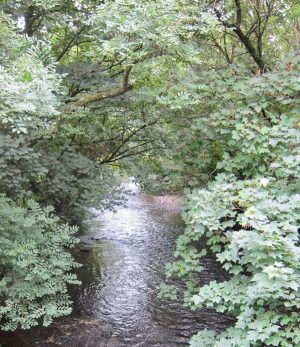 Trees and streams