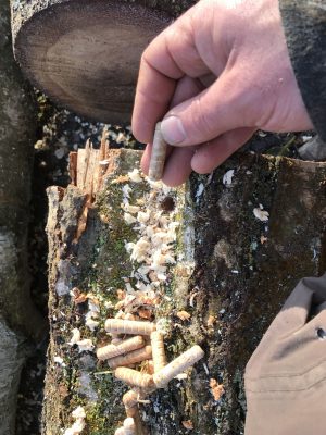 Growing Mushrooms on Logs in your Woodland.