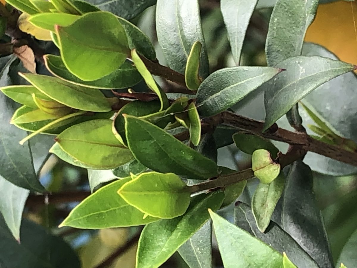 Myrtle shoot and leaves