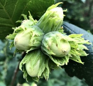 Hazel;  Hazelnuts, Filberts, & Cobnuts.