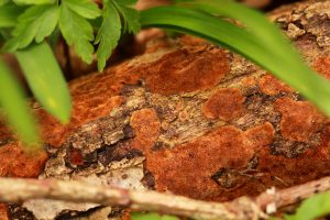 March’s Fungi Focus: Split Porecrust and Cinnamon Porecrust 