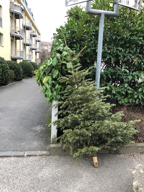 another abandoned Christmas Tree