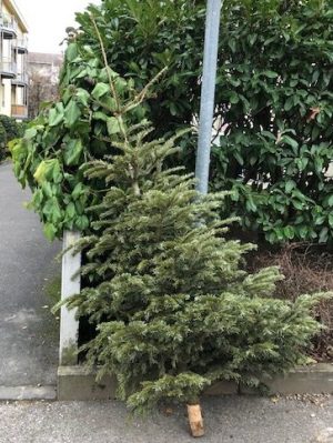 another abandoned Christmas Tree