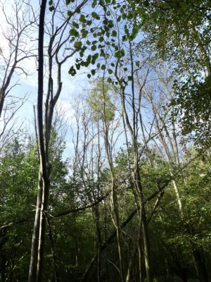 The ongoing effects of ash dieback.