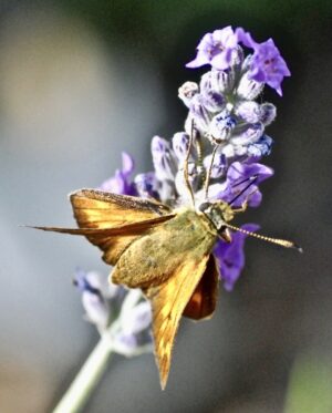 Plants and pollinators face problems.