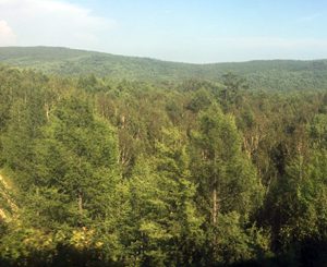 Russian Forestry and Siberian pine.