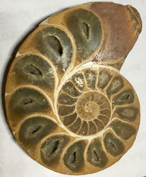 Fibonacci in Nature - seeds, leaves, snails and broccoli
