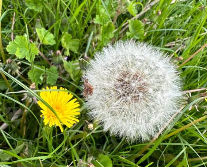 dandelion