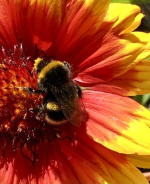 bumblebee on sunflower