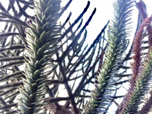 Unusual or exotic trees : the monkey puzzle tree