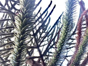 Unusual or exotic trees : the monkey puzzle tree