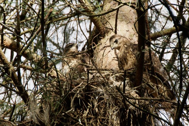 young buzzard and adult