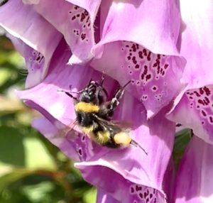 Bumblebee pollen collecting