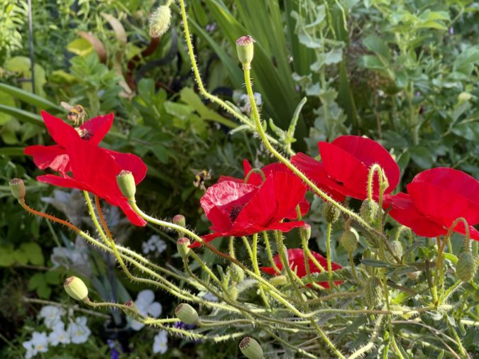 bees on poppies