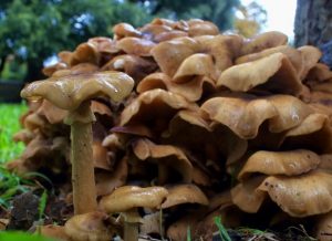 Armillaria - honey fungus