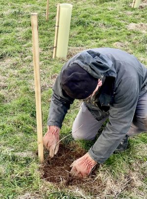 tree planting