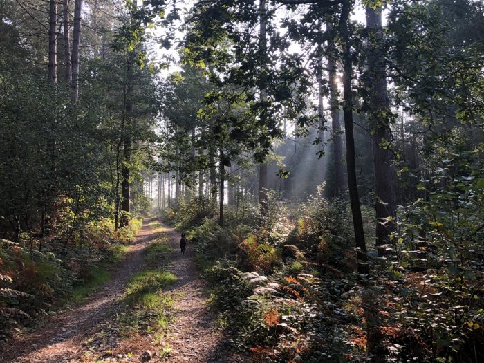 coniferous woodland