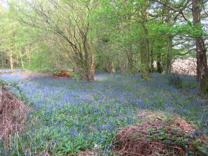 A threat to bluebells ?