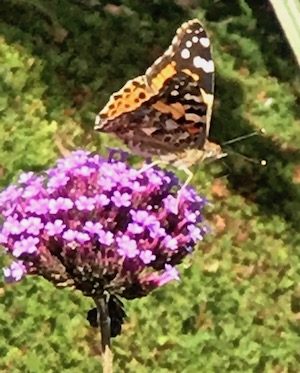 painted lady butterfly