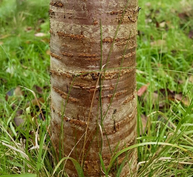 wild cherry bark