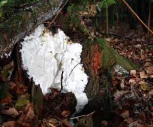 February’s Fungi Focus: Antrodia carbonica