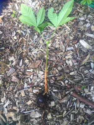 young horse chestnut