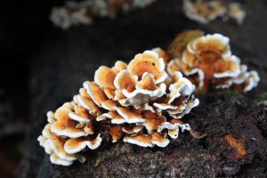 January’s Fungi Focus: Crimped Gills