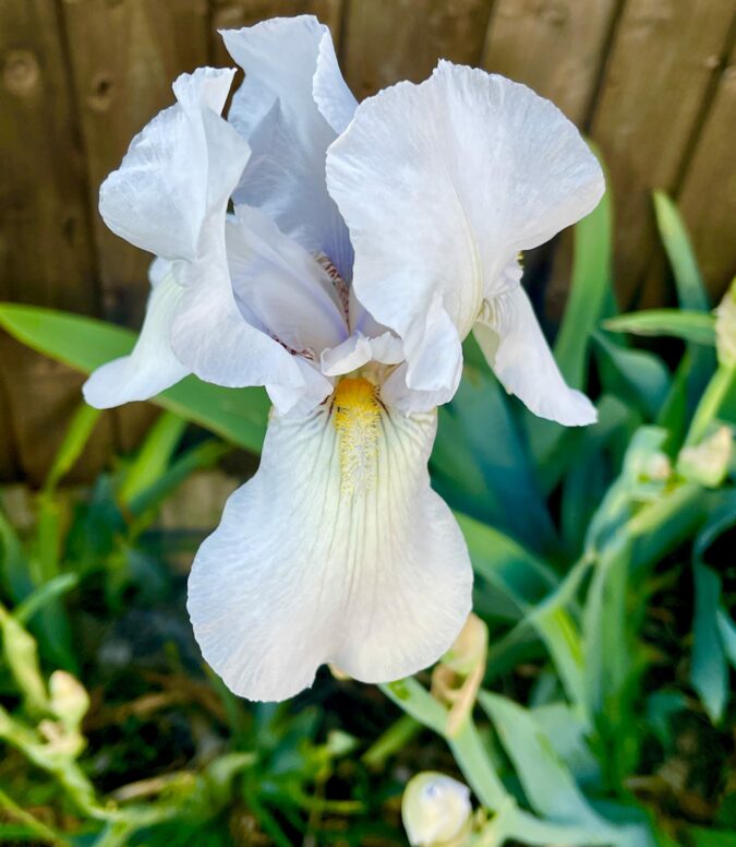 iris in flower