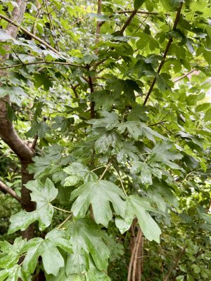 Natural woodland formation