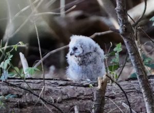 More on birds from Woodcock Wood : Part 1 Tawny Owls: the earliest of our regulars to nest