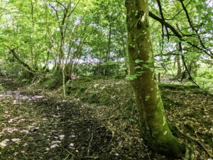 Woodland banks