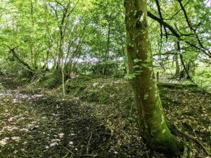 Woodland banks