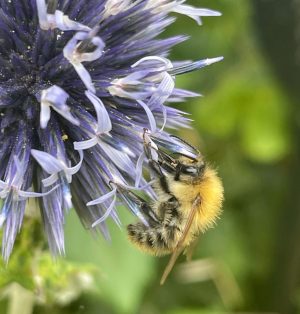 Heat, bumblebees and foraging