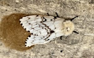 gypsy moth