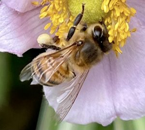 Pollinator problems
