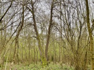 Unusual and exotic trees - The wild service tree.