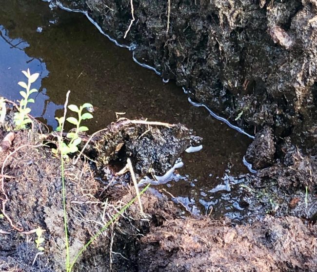 peat moor