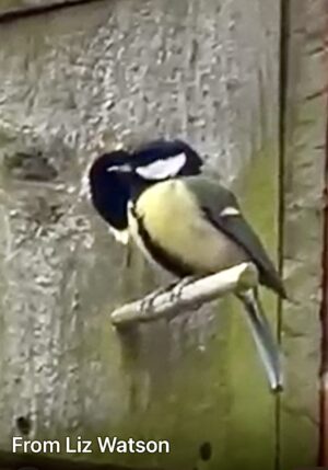 Climate change and bird survival