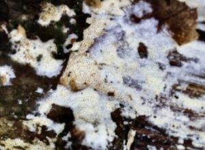 First, came the fungi ........