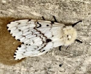 Watching insects on the move