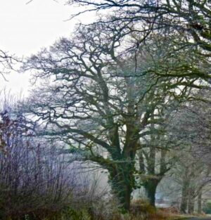 oak tree in winter