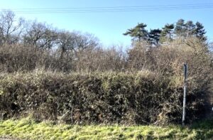 The importance of hedgerows.