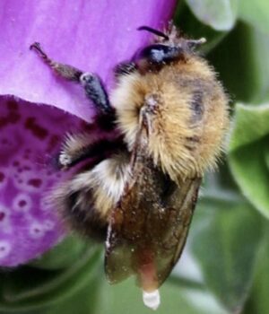 A bad year for bumblebees