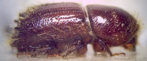 Bark beetles : the larger eight toothed bark beetle