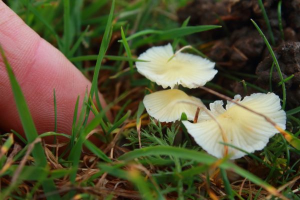 Ivory Bonnet (Mycena flavoalba) 1