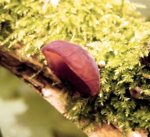The Monthly Mushroom : Happy New Ear!  (Auricularia auricula-judae)