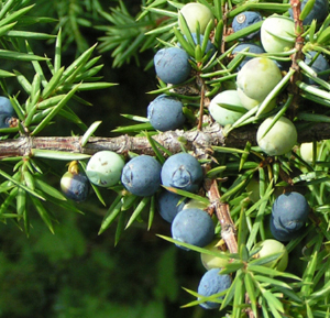 Gin and Juniper