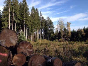 Jura Swiss forest