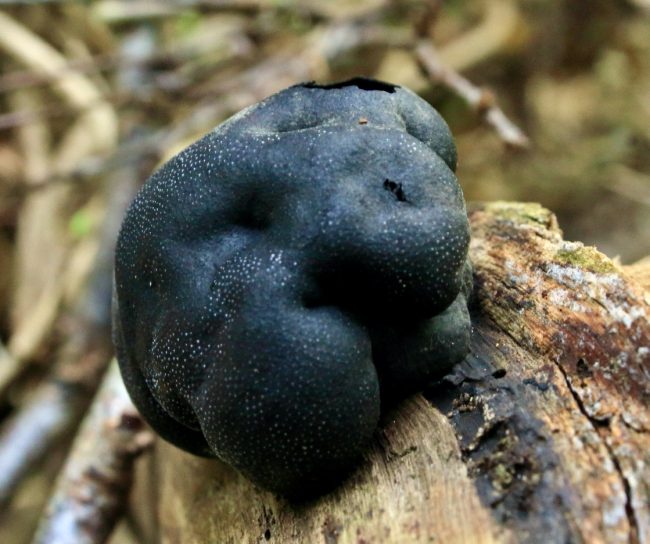 King Alfred's Cakes (Daldinia concentrica), aka Cramp Balls, one of the more commonly encountered hard stromatic pyrenomycetous fungi in the UK